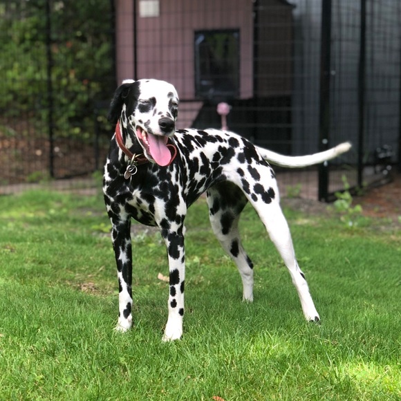 Meet your Posher, Kaia - Picture 1 of 1